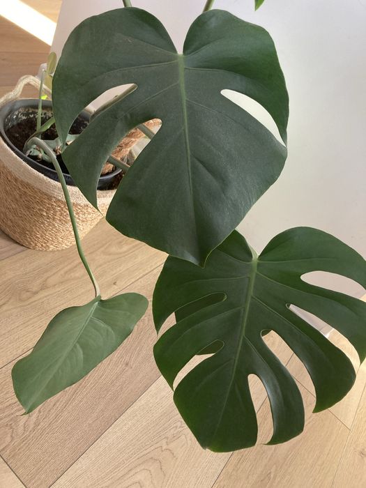 Monstera kwiat doniczkowy roslina duza