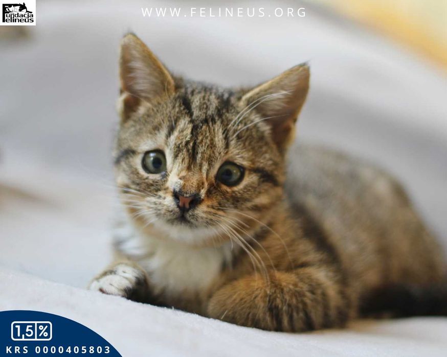 Wyjątkowa kotka czeka na dom