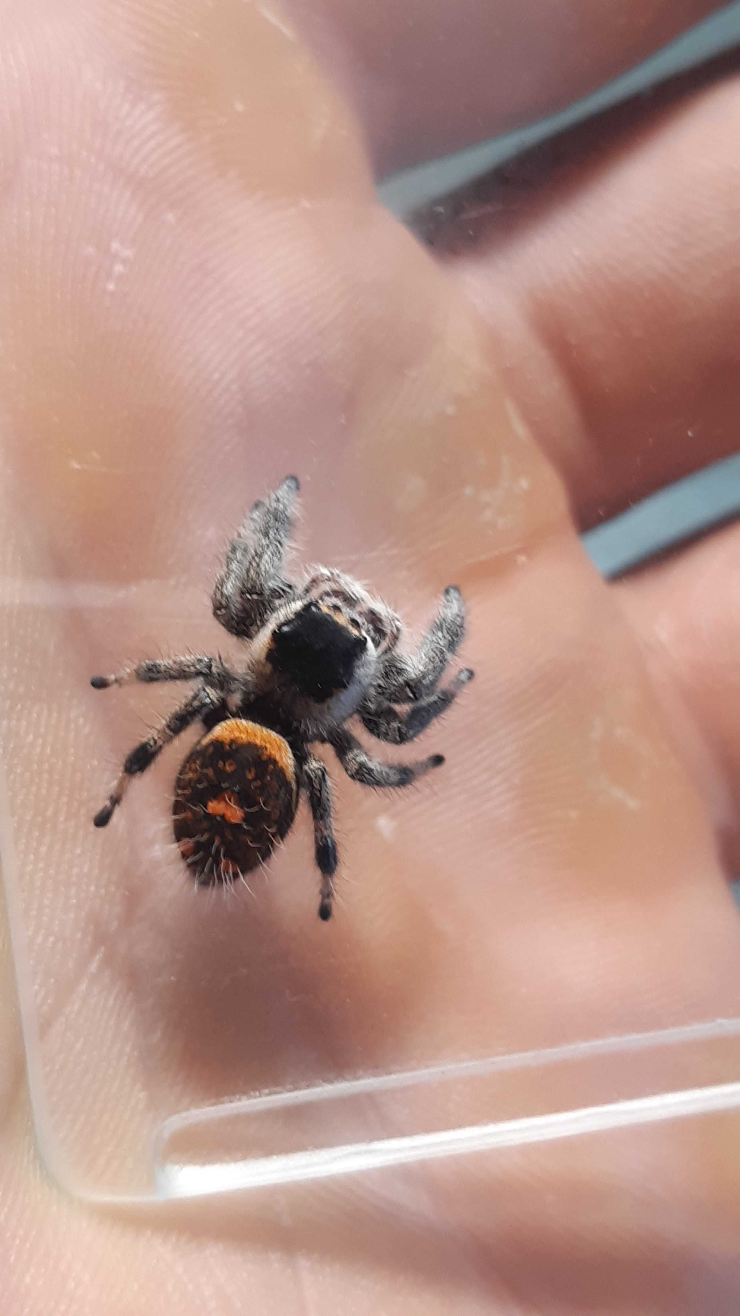 Skakun królewski L3/L4/L5/L6 phidippus regius SOROA + gratisy