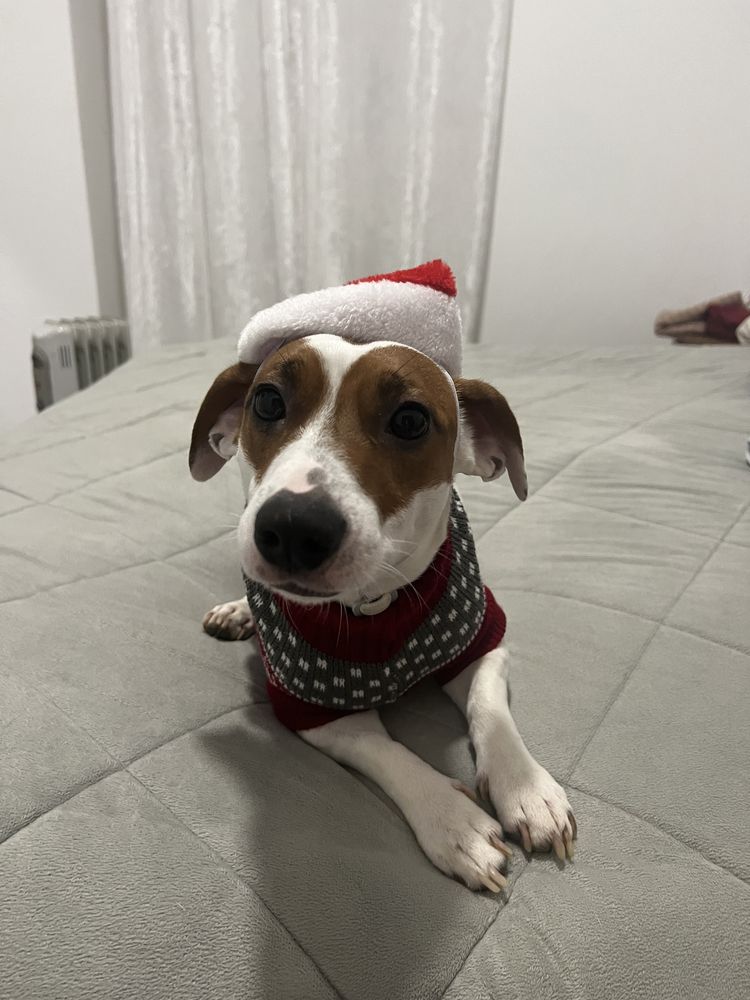 Jack Russel Adoção