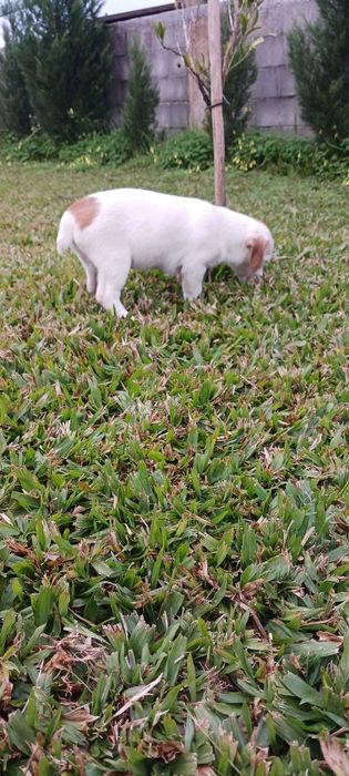 Jack Russell Terrier