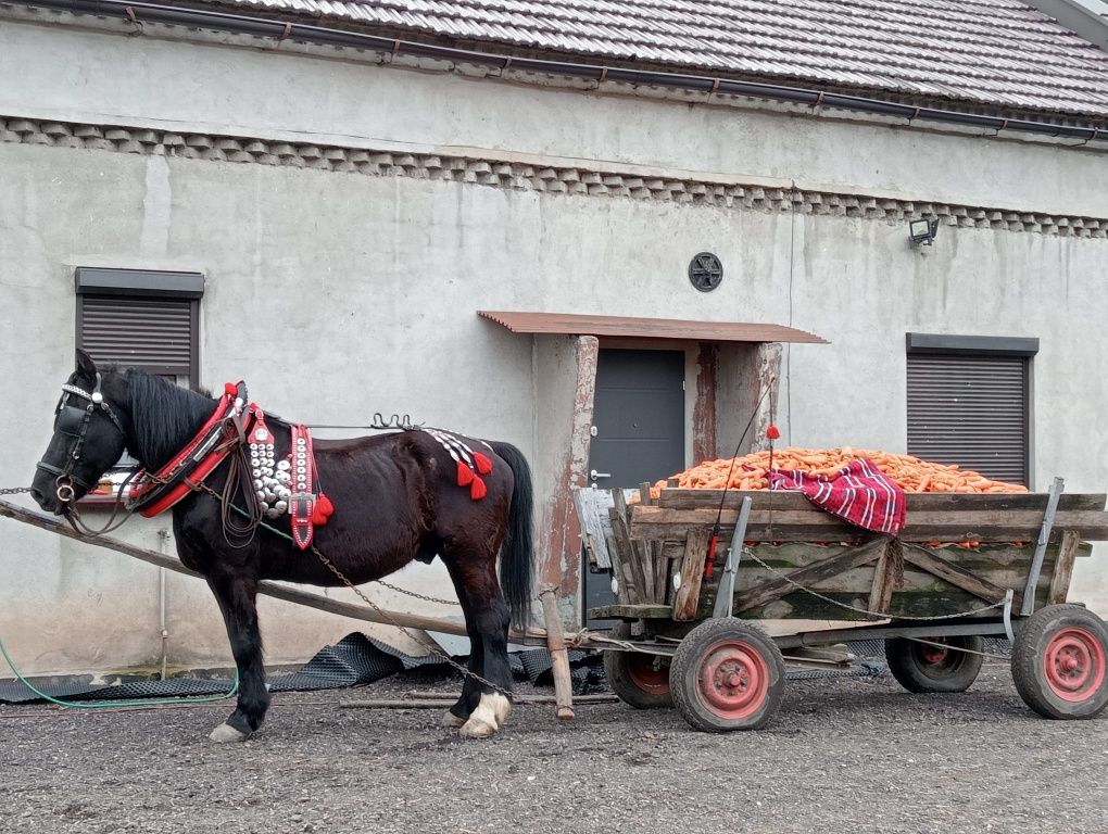 Furmanka / wóz konny z hamulcem