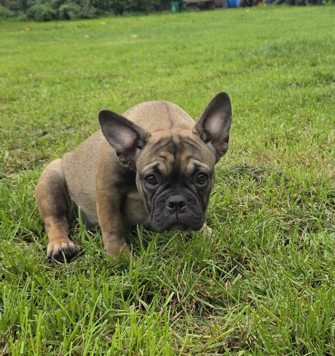Buldog Francuski *Szczenięta