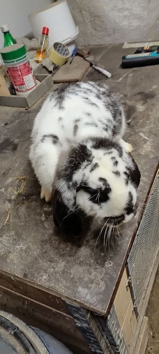 Króliki baran francuski samiec i 3 samice