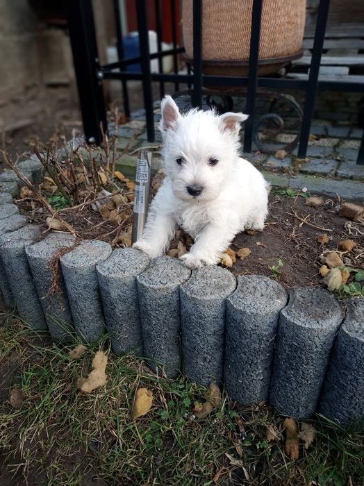 Suczka West hohlland witte Terrier