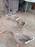 Pato ganso femea