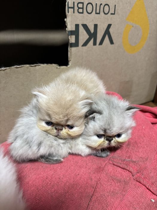 Гималайская девочка чистокровный перс