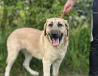 Vanilia do adopcji!