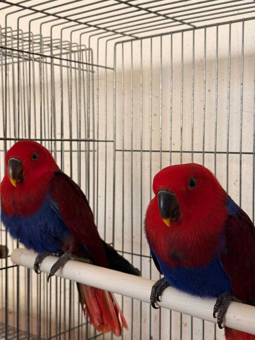 Papagaios Eclectus Fêmeas