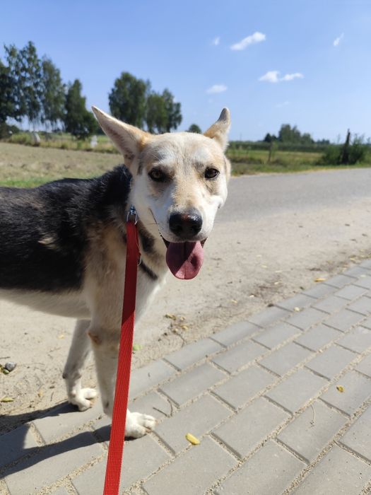 Cudowny Jolo szuka domu!