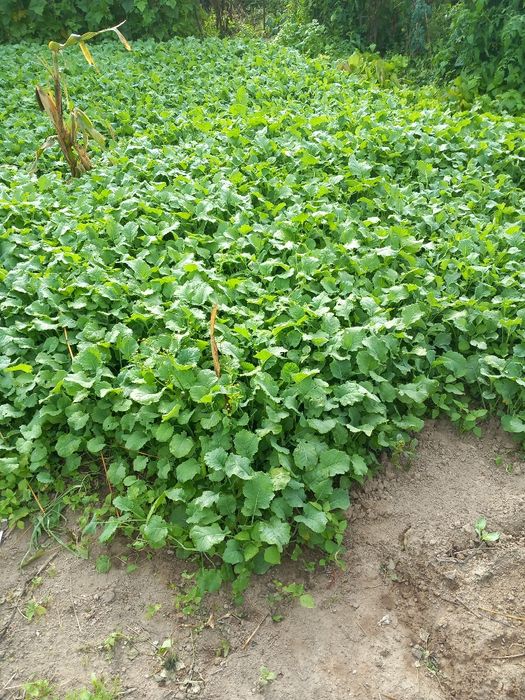 Couve galega biológica