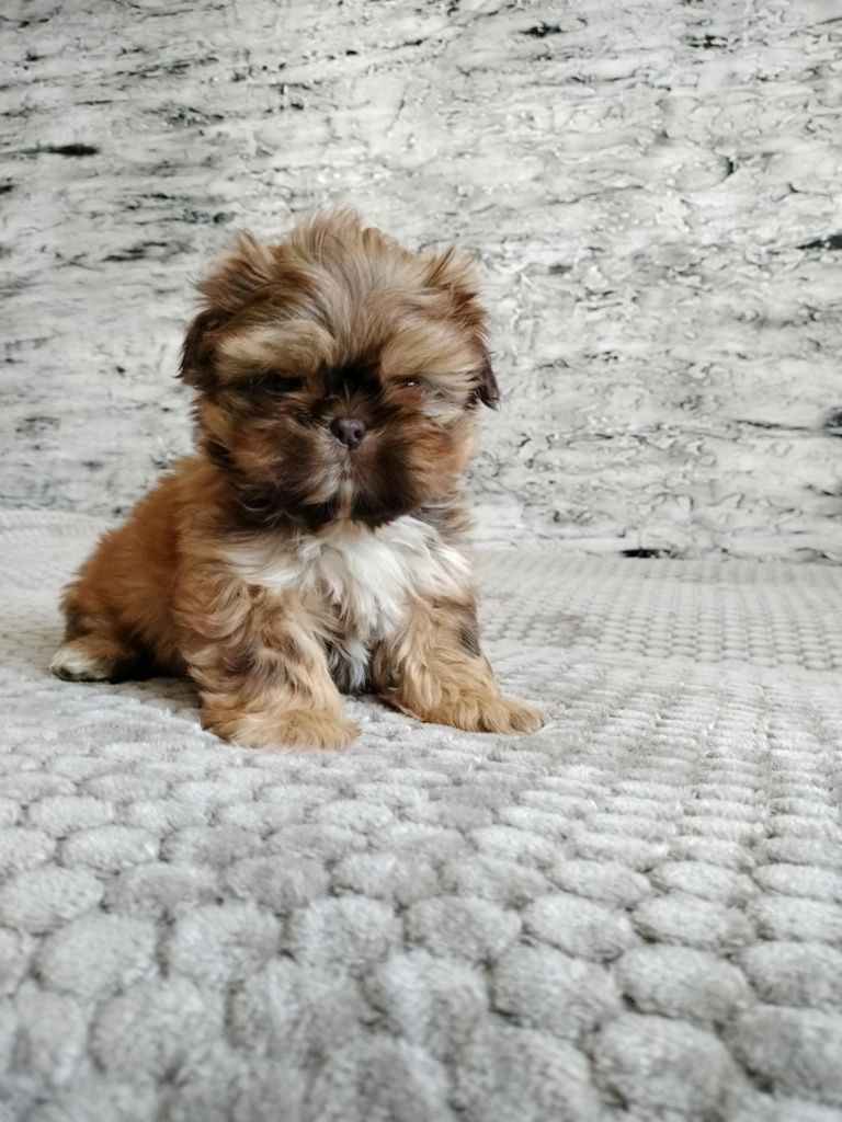 Sunia nr 2 Shih Tzu