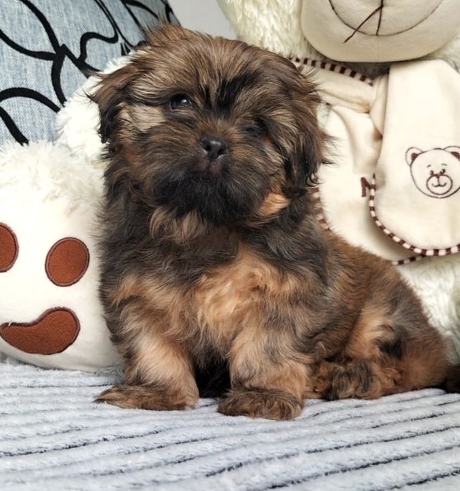 Shih Tzu śliczny piesek