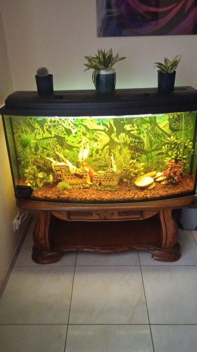 Akwarium 300l z rybami wyposażeniem i dębową ławą