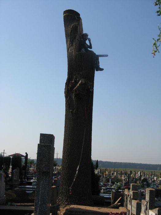 Wycinka i pielęgnacja drzew, prace na wysokości i koszenie mulczowanie