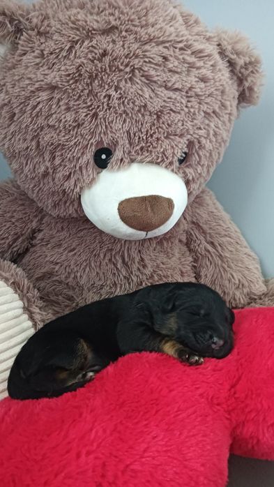 Piesek owczarka niemieckiego krótkowłosego