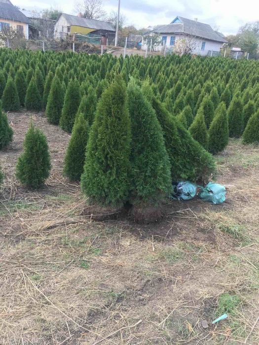 Смарагд,штамби-великий вибір-є опт