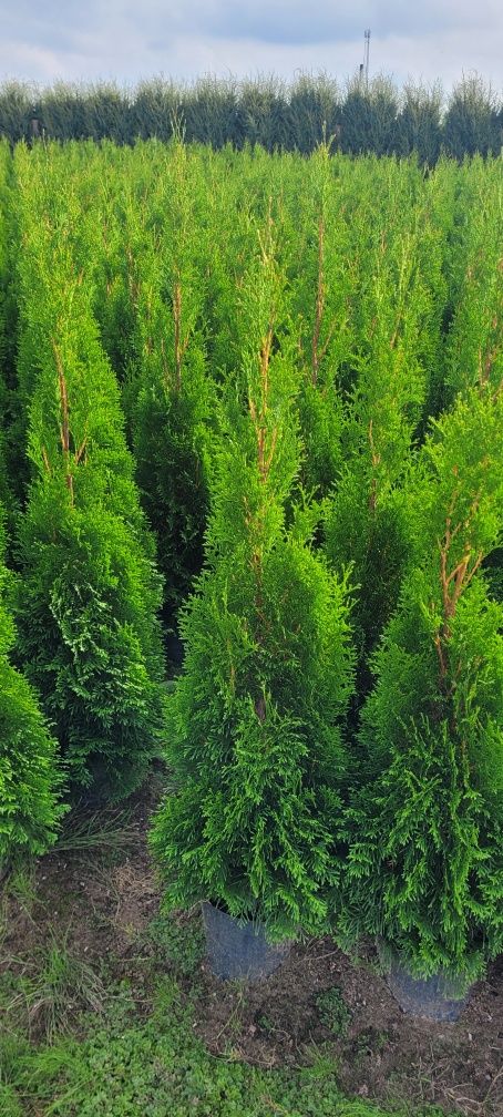 Tuja smaragd 140 cm tuje 120 thuja szmaragd thuje wrzesnia