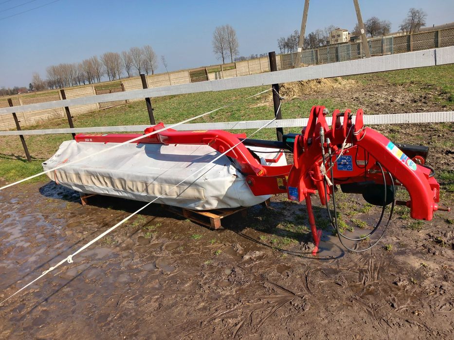 Byk, krowy, cielaki ZAMIANA