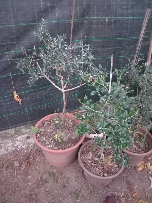 Oliveiras em vasos