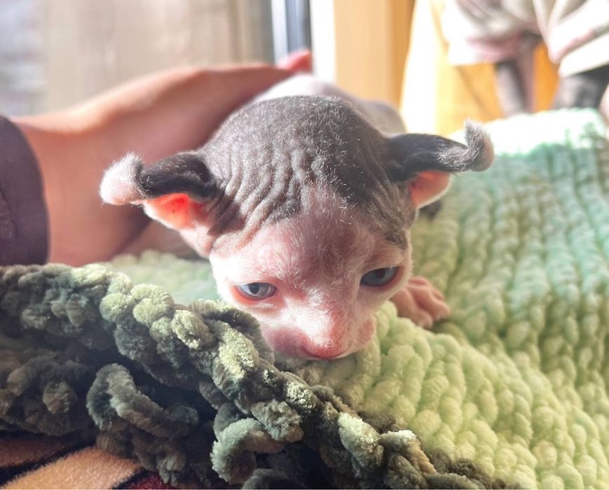 Кошеня канадського сфінкса