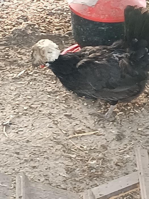 Parka  kurek ozdobnych Czubatek