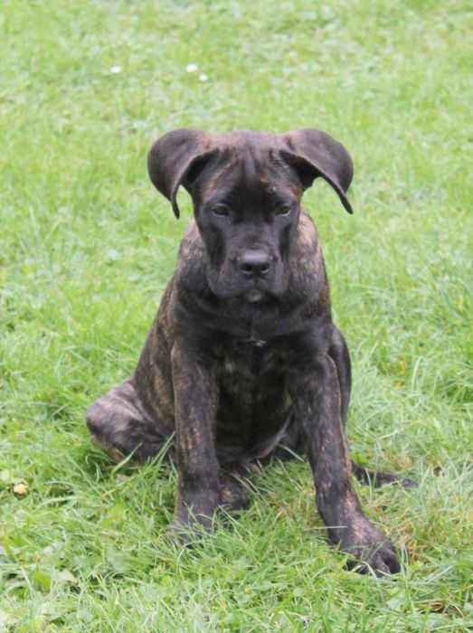 Cane corso suczka rod FCI nie do hodowli