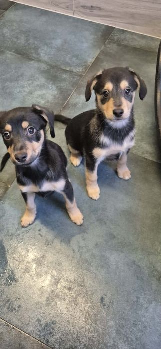 3-miesięczne szczeniaczki do adopcji