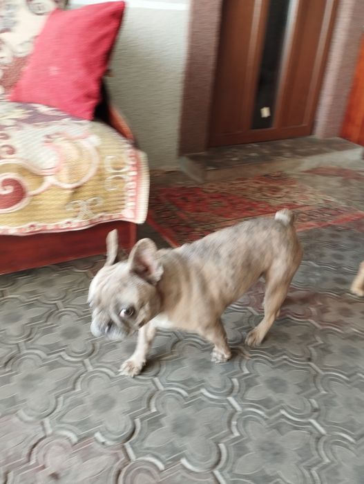 В'язка французького бульдога