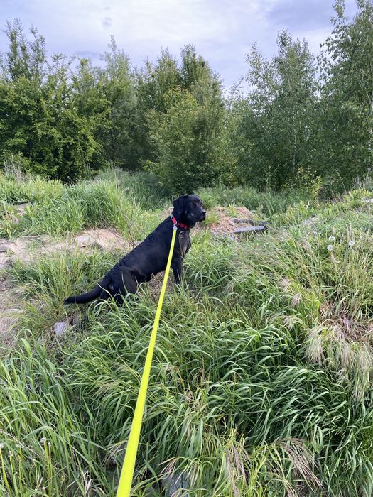 Oddam psa TYLKO w dobre ręce