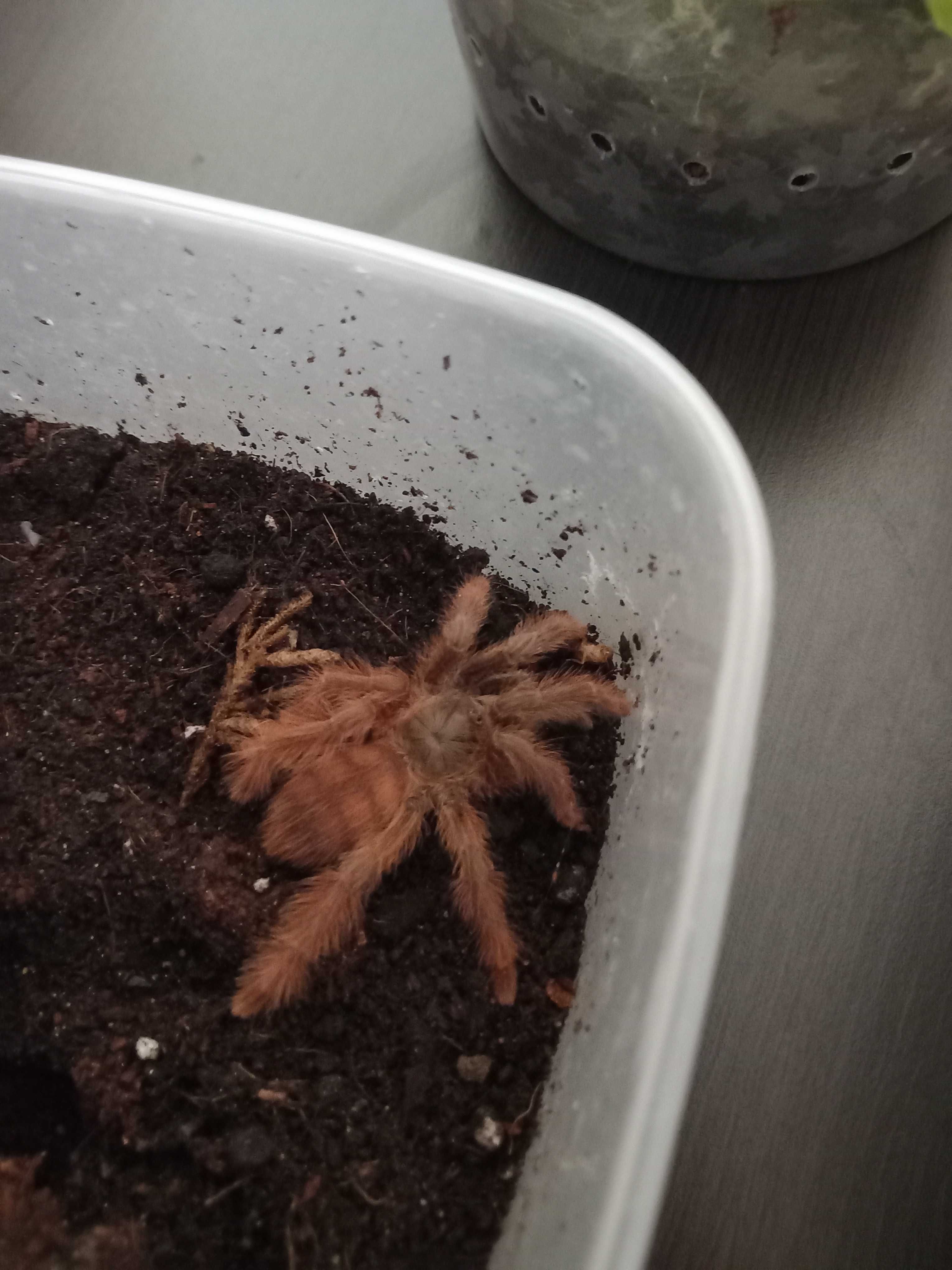 Sprzedam pajaki i skorpiona z calym sprzetem