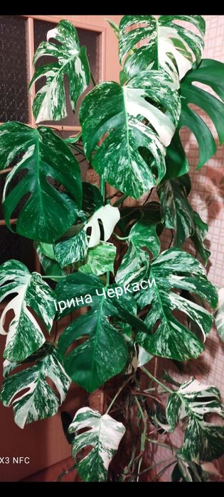 Монстера Альба відмінна генетика