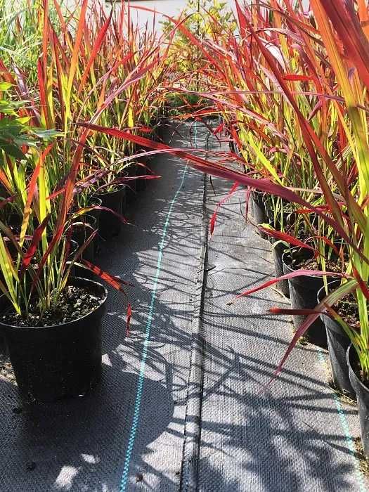 Imperata Red Baron czerwona trawa