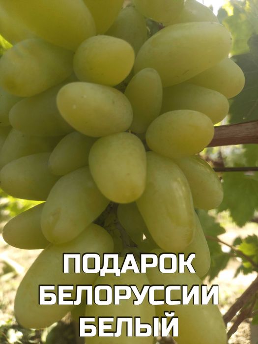 Корнесобственные саженцы винограда