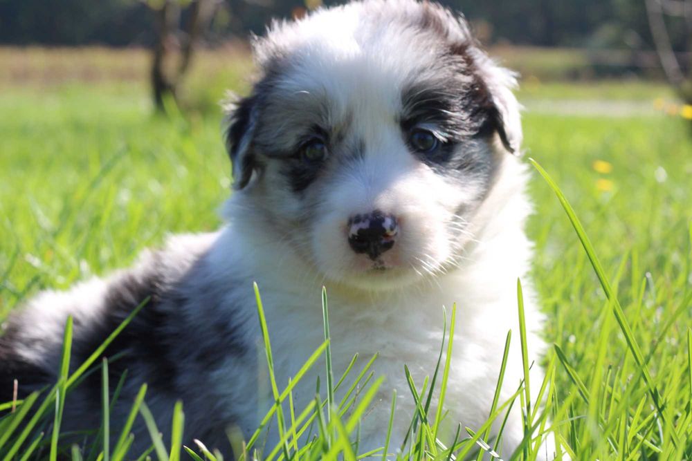 Border Collie piesek blue merle