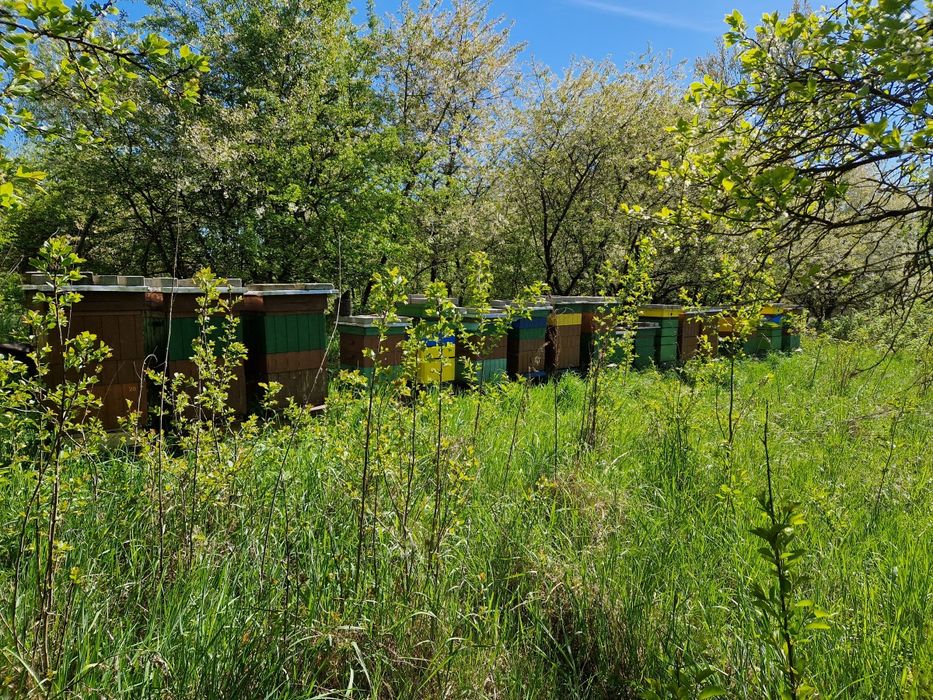 Przezimowane rodziny pszczele