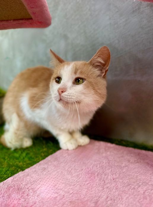 Персиковий котик кіт в добрі руки кот бесплатно котик безкоштовно