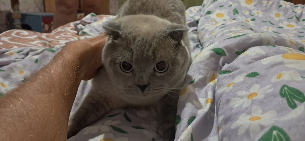 Шотландский веслоухий котенок