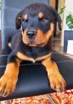 Szczeniaczek rottweiler