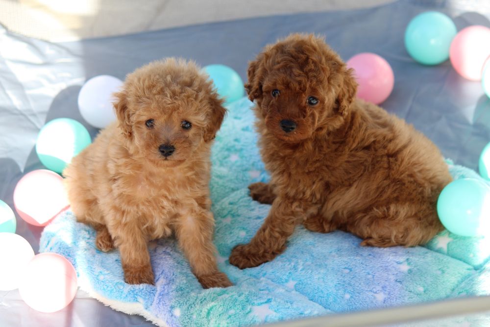 Мальтипу на бронь ,щенки мальтипу