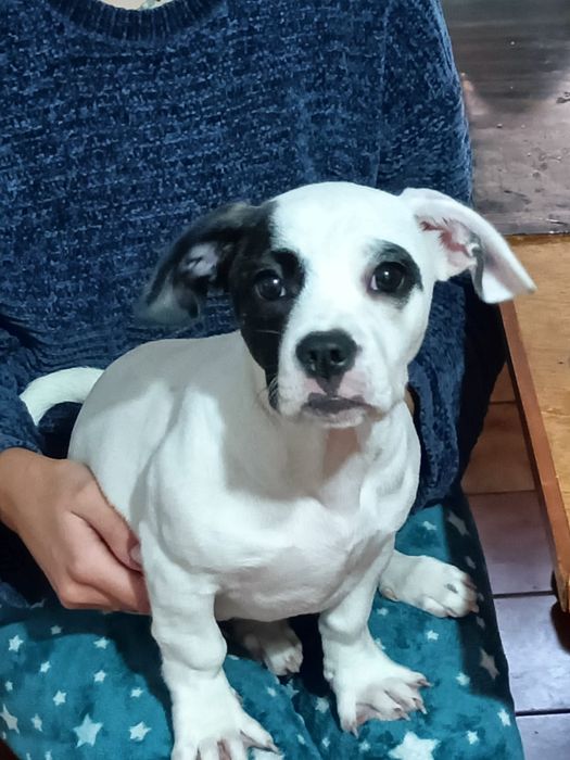 Cadela para adoção respnsavel