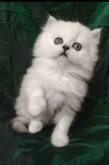 Котёнок серебристая шиншилла мальчик хайленд