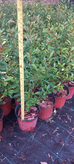 Eugénias para sebes últimas  200 unidades promoção  30/40cm