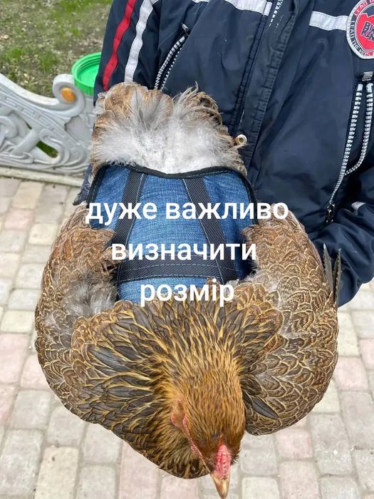 Попони для кур  -захист від півня
