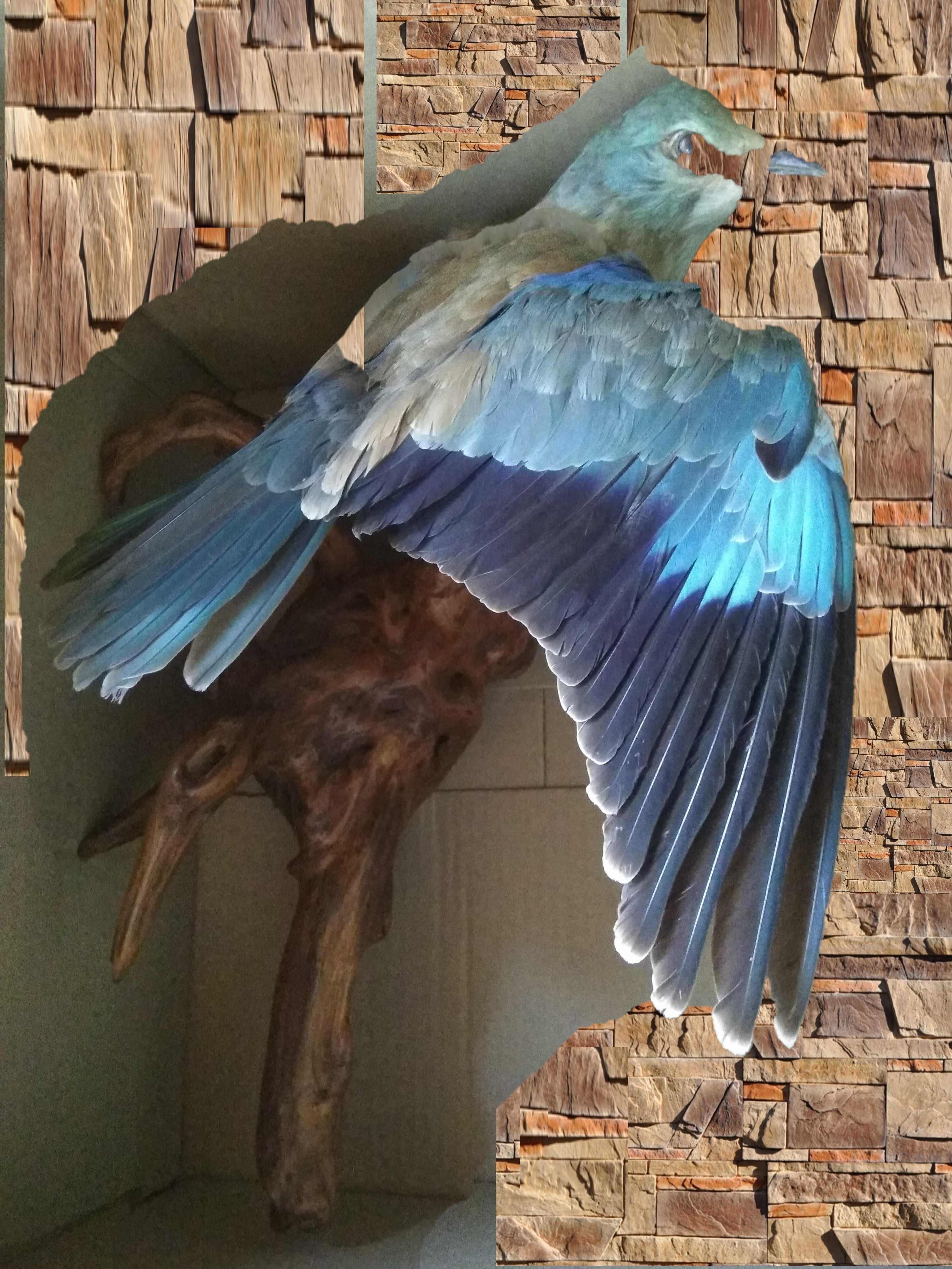 Коллекция оригинал синяя птица счастья
