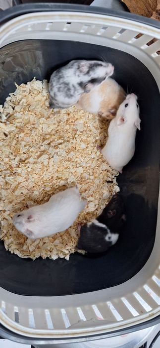 Chomiki syryjskie samce młode chomiki syryjski