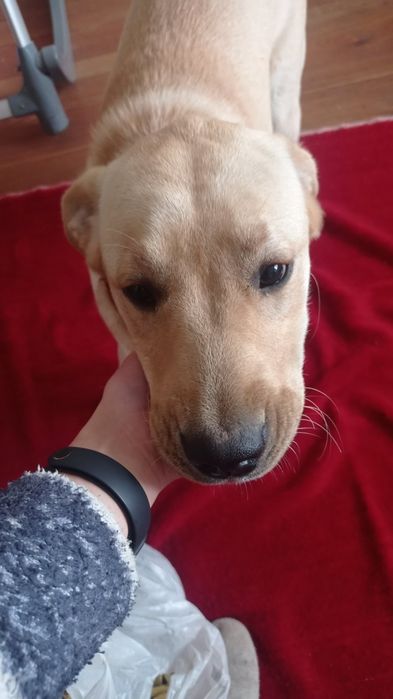 Собака з паспортом