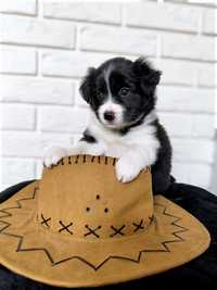 Cudowna suczka rasy border collie