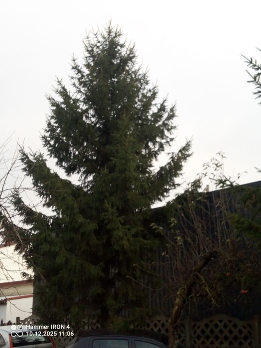 Choinka świąteczna 5 m  świerk  pospolity