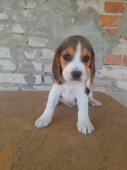 Piękna suczka Beagle